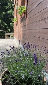 Chalupa Pustiny - �ern� ���ka - Ko�enov - Jizerky