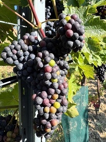 Chata u vinohradu - Dub�any - Slov�cko