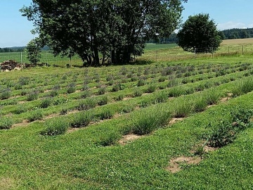 Wellness chalupa s baz�nem - hrad Lan�perk