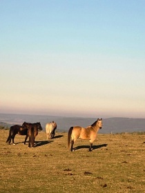 Srub p��rodn� park Man�t�nsko - Rab�tejnsko - kon�