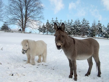 Chalupa s baz�nem - ko�sk� pastviny - Jizerky
