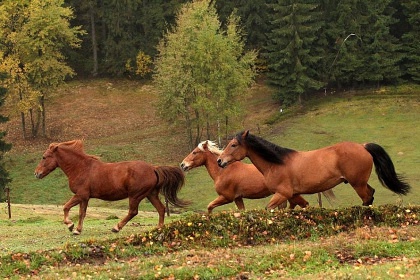 Farma Vyšehrad - Janov nad Nisou - Hraničná