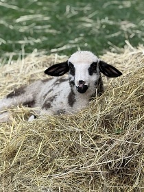 Chalupa s baz�nem a v��ivkou - Toulovcovy Ma�tale