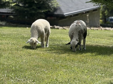 Chalupa s baz�nem a v��ivkou - Toulovcovy Ma�tale