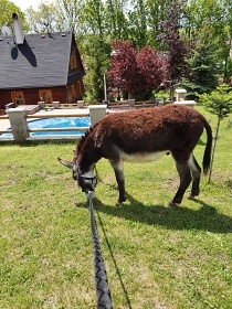 Chalupa s baz�nem a v��ivkou - Toulovcovy Ma�tale