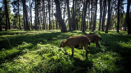 Chaty St�edn� Pos�zav� - lod� a �eka S�zava