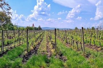 Penzion a vinn� sklep - Mut�nick� vina�sk� stezka