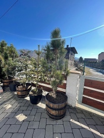 Chata s v��ivkou - v�hled na Lysou horu - Beskydy