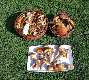 Chalupa s bazénem - Horní Tříč - Krkonoše