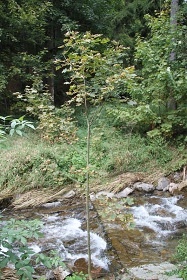 Chalupa s vnit�n�m baz�nem - Studen� vrch