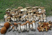 Chata pod Magurou - Chvojnica, Strážovské vrchy