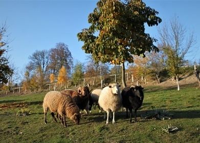 Roubenka Vysočina - Vítějeves - hrad Svojanov